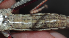 Coryphistes interioris