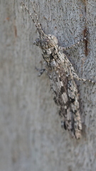 Coryphistes interioris