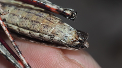 Coryphistes interioris