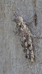 Coryphistes interioris