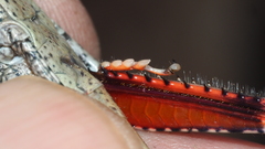 Coryphistes interioris