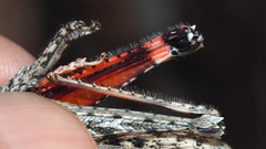 Coryphistes interioris