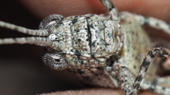 Coryphistes interioris