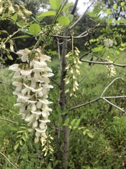 Robinia pseudoacacia