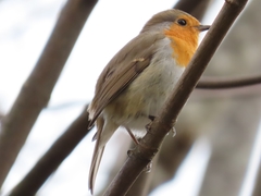 Erithacus rubecula