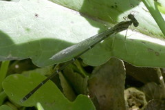 Enallagma vesperum