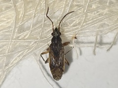 Ligyrocoris litigiosus