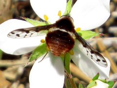 Bombylius pygmaeus