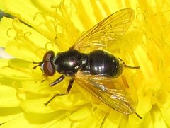 Blera nigra