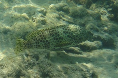 Epinephelus spilotoceps