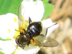 Blera nigra