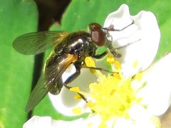 Blera nigra