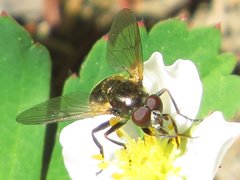 Blera nigra