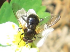 Blera nigra