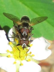 Blera nigra