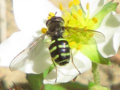 Dasysyrphus laticaudus