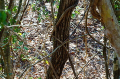 Dalbergia granadillo