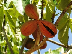 Sterculia striata