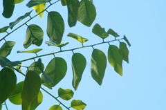 Dalbergia granadillo