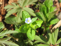 Myosotis sparsiflora