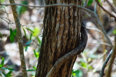 Dalbergia granadillo