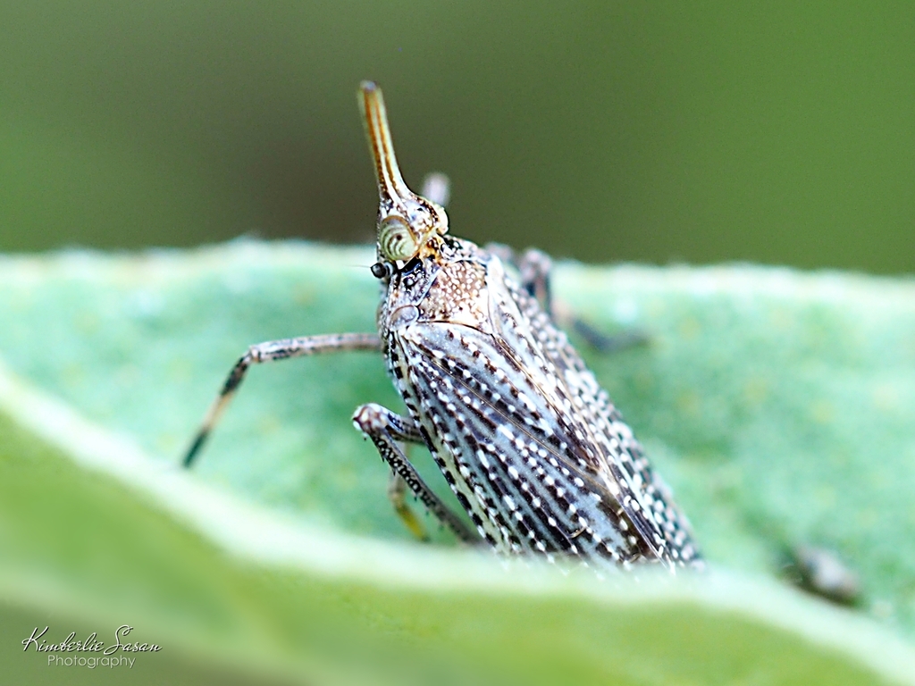 Scolops pungens