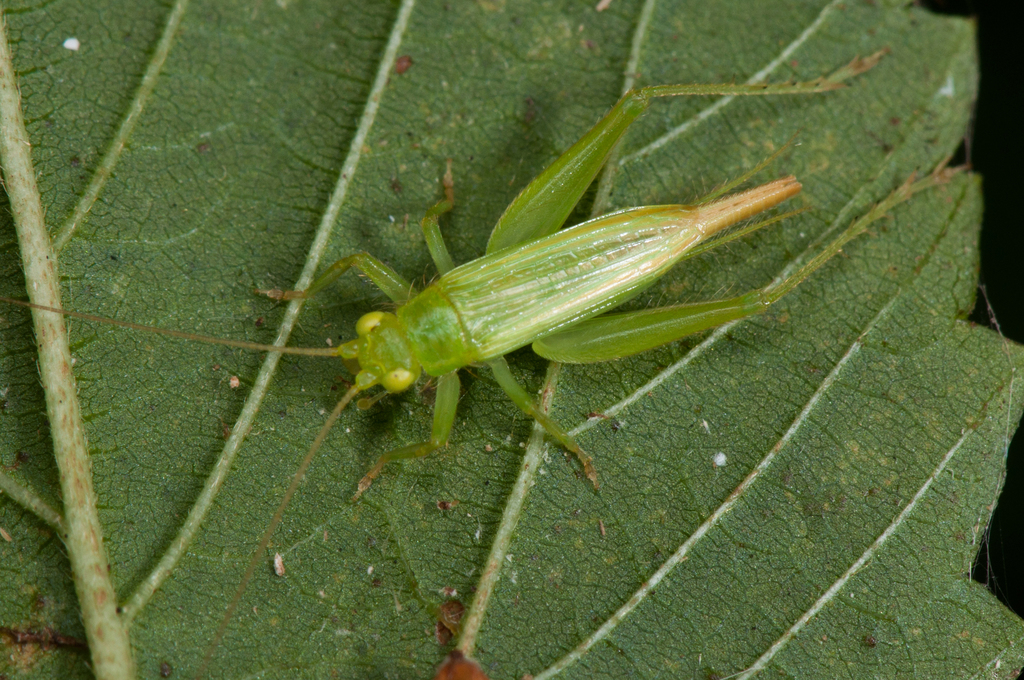 Green Trigs
