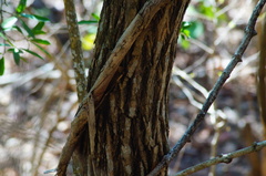 Dalbergia granadillo