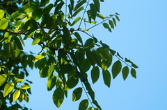 Dalbergia granadillo