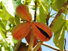 Sterculia striata
