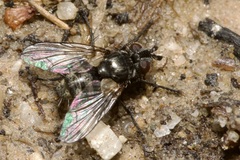 Triarthria setipennis