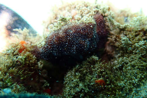 Celleporaria pilaefera, 2022-02-01