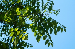 Dalbergia granadillo