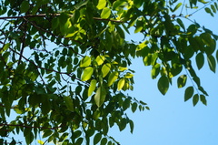 Dalbergia granadillo