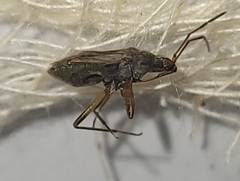 Ligyrocoris litigiosus