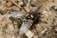 Triarthria setipennis