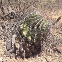 Ferocactus herrerae