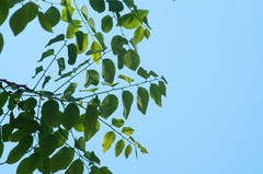 Dalbergia granadillo