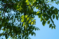 Dalbergia granadillo