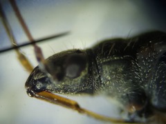 Ligyrocoris litigiosus