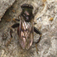 Chalcosyrphus libo