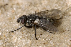 Triarthria setipennis