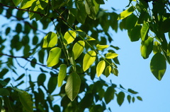 Dalbergia granadillo