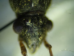 Ligyrocoris litigiosus