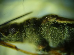 Ligyrocoris litigiosus