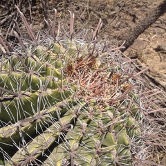 Ferocactus herrerae