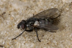 Triarthria setipennis