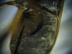 Ligyrocoris litigiosus