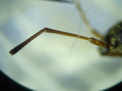 Ligyrocoris litigiosus