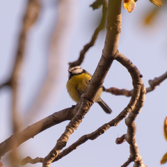 Cyanistes caeruleus